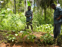Inspecting Kava crop for possible diseases